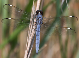 Spangled Skimmer